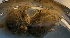 Petite molgule de sable photo 2