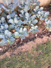Brassica oleracea italica