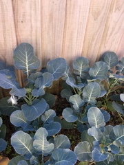 Brassica oleracea italica
