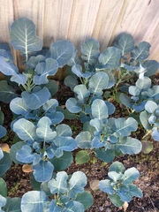 Brassica oleracea italica