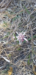 Euphorbia radians