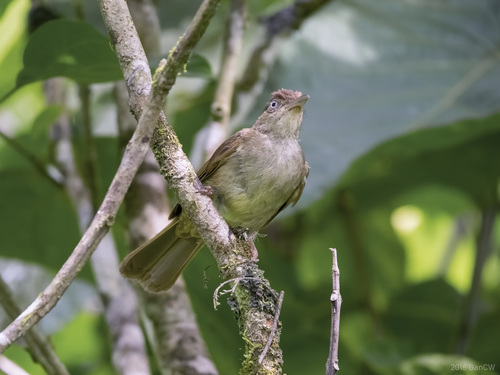 Charlotte's Bulbul (Iole charlottae), photo 10