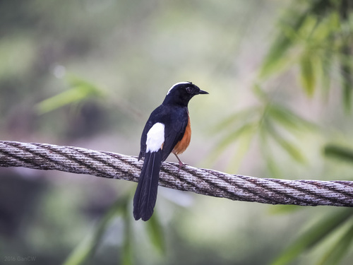 White-crowned Shama (Copsychus stricklandii), photo 10