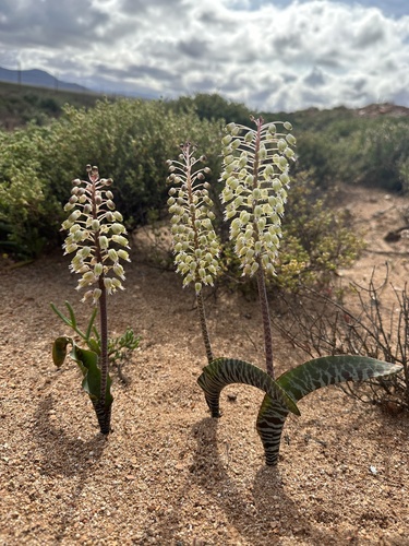 Lachenalia zebrina