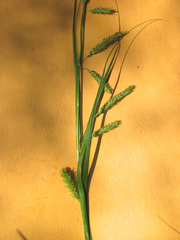 Carex cherokeensis