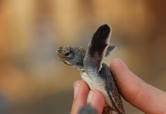 Green turtle