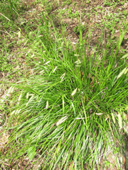 Carex cherokeensis