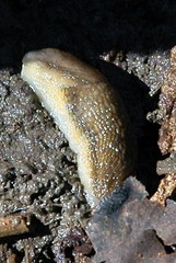 Arion fasciatus image