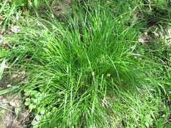 Carex muehlenbergii