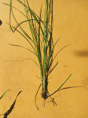 Carex muehlenbergii