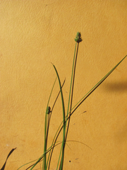 Carex muehlenbergii