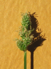 Carex muehlenbergii