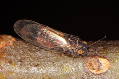 Cacopsylla