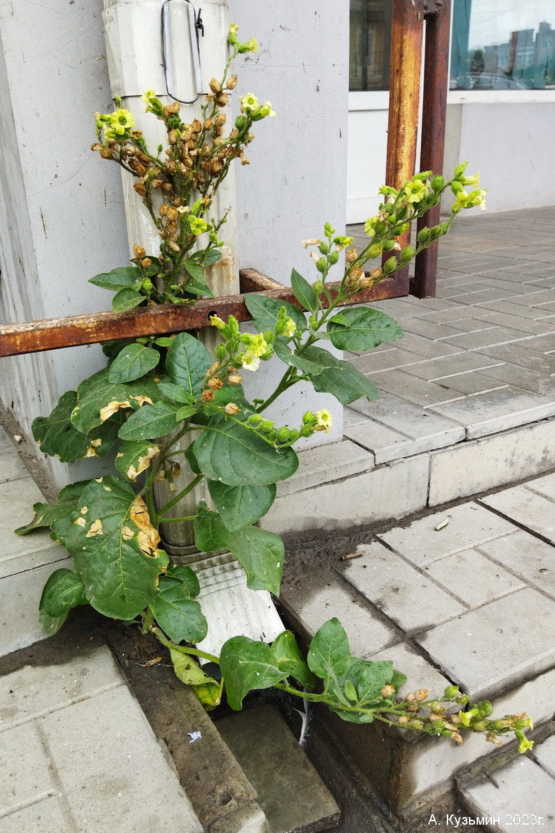 Табак Махорка (Nicotiana rustica)