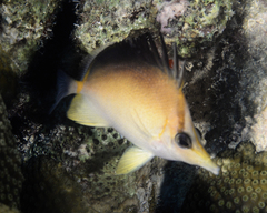 Prognathodes aculeatus