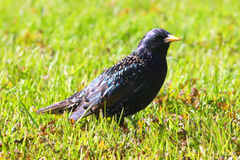 Sturnus vulgaris