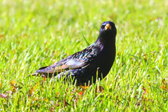 Sturnus vulgaris
