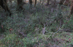 Podocarpus acutifolius