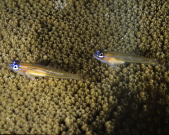 Coryphopterus lipernes