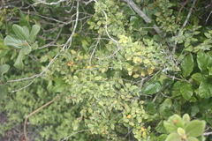 Cryptocarya wyliei