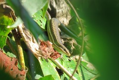 Marisora unimarginata