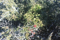 Cyphostemma quinatum