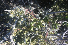 Cyphostemma quinatum