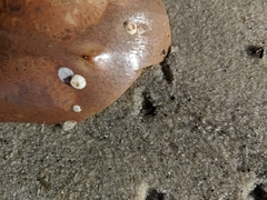 Amphibalanus venustus