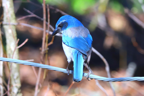 California Scrub-Jay, photo 9 of 9