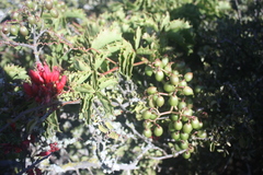 Cyphostemma quinatum