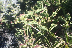 Cyphostemma quinatum