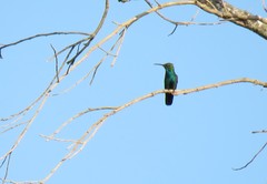 Anthracothorax veraguensis