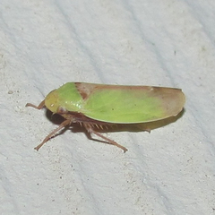 Ponana
