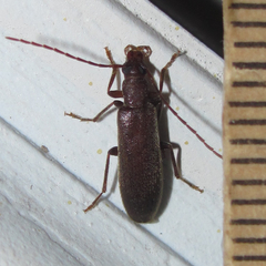 Sparedrus aspersus