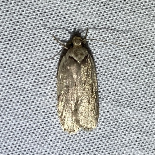 Black-dotted Birch Leaftier Moth