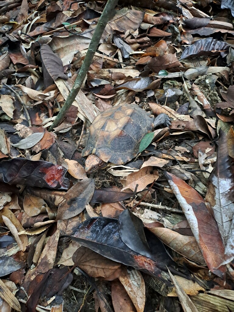 Jagged-shelled Turtle in August 2023 by Luan Mai Sy. Picture taken by ...