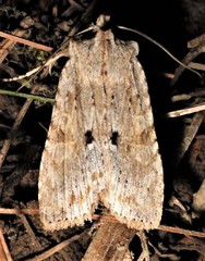 Lithophane patefacta