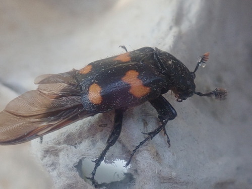 Roundneck Sexton Beetle photo 4