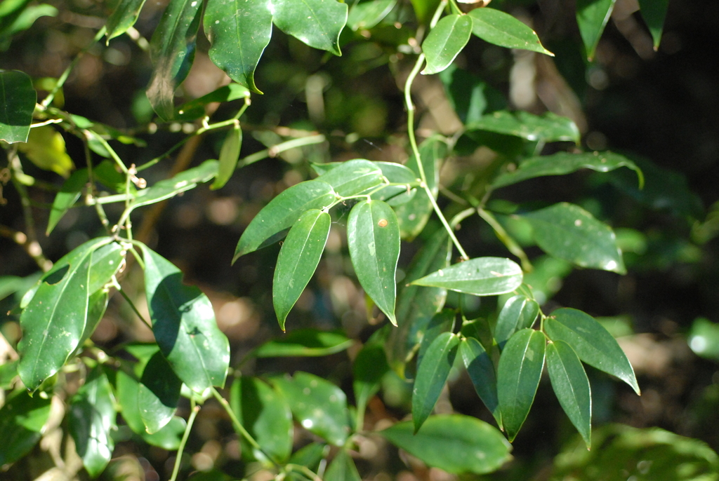Smilax arisanensis (Smilax arisanensis)