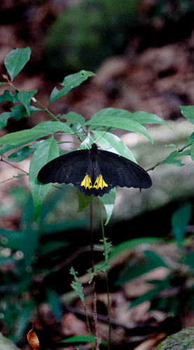 Sri Lankan Birdwing