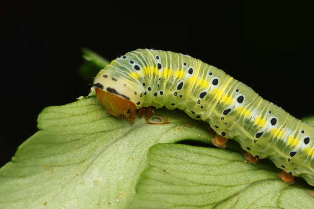 Argyrosticta decumana