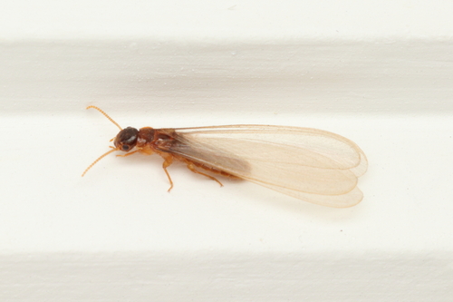 Asian subterranean termite photo 3