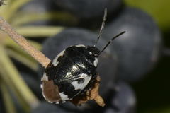 Tritomegas bicolor
