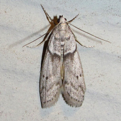 Myelopsis alatella
