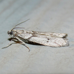 Myelopsis alatella
