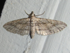 Eupithecia longidens