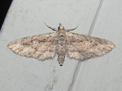 Eupithecia longidens