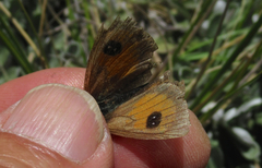 Argyrophenga janitae