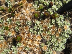 Raoulia parkii
