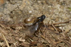 Melinopterus